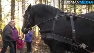 Paarden trekken bomen in Sellingen - 29 december 2012