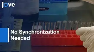 Temporal Tracking Of Cell Cycle Progression Using Flow Cytometry l Protocol Preview