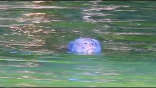 An Old Male Monkey Swimming In the Ancient Pool