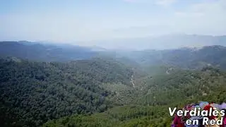 FIESTA DE VERDIALES DE LOS MONTES DE MÁLAGA