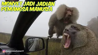 SEPERTI INI PENGHUNI KAMPUNG MONYET DI ARAB
