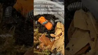 Zebra Isopods #reptile #reptiles #reptileworld #isopods #zebraisopods #isopod #cleanupcrew #reptilek