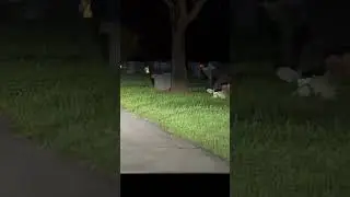 Tesla Sees Ghost Dog at Cemetery #ghost #tesla #paranormal #scary #cute #cars #car #model3 #luxury