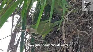 With just its bill, MONK PARAKEET renovates nest