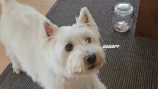My dog and I had a very good conversation