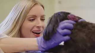 Caitlin Fuerst, Veterinary Specialist, DVM, DACVIM