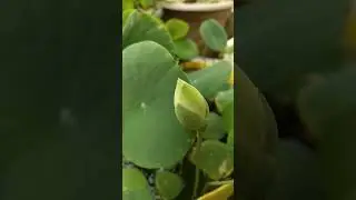 whitelotus#viral#viralvideo#trending#trendingshorts#india#indian#garden#gardening#love#lovestatus
