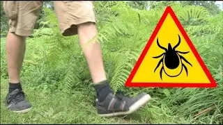 ¡¡¡GARRAPATAS!!! 🕷🕷 Verdades y mentiras