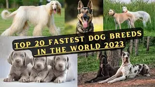 Top 20 Fastest Dog Breeds in the World 2023 #dogsbreeds #fastestdogs #dogslover #dogsofyoutube