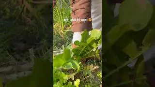 गांव में मेरे खेत 😍 #khet #khetibadi #kheti #village