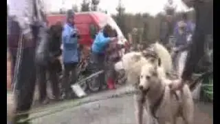 Husky racing in Wales