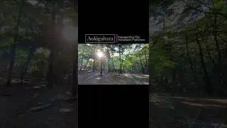【Aokigahara】3/3 #adventure #japan #japanlovers #nature #photooftheday