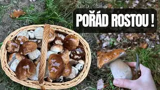 Houbaření beze slov. Uklidňující zážitek.
