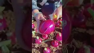 Onion Farming whatsapp status with sad lovers