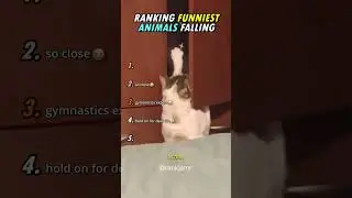 Ranking Top 5 Animal FALLING Moments 😂😂
