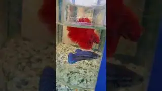 Fighter fish male❤️ female💙 ||Betta fish pair 😍 || #fish #shorts