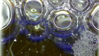 BUBBLES IN MACRO / ПУЗЫРИ В МАКРО