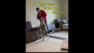 Lassie's First Dog Tricks  #dogtraining #dogtrainingtips