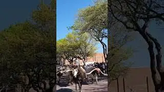 Fortworth Stockyards Cattle Herd #fortworthstockyards #cowboyculture #texasrodeo #cattledrive