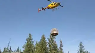 Heli Cone picking