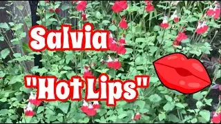 Шалфей острогубый &mdash; прекрасное засухоустойчивое растение.
