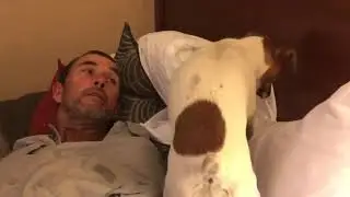 Jack Russell Terrier Dog Frantically Fixes Pillows on Freshly Made Bed