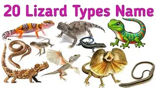 Types of Lizards for Kids | Learn Lizard Names with Pictures & Sounds | Geckos, Chameleons, Iguanas