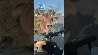 उसकी सिर झुकता देख के मन भर आया 🥺 #humanity #help #cow #respect #shorts