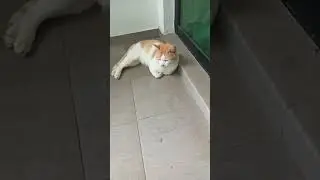 Time Machine Cats !!!! Longest Daily Cat's Story