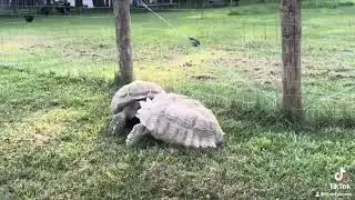 Sulcata tortoises