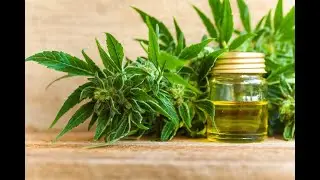 NDLEA open to dialogue on cannabis oil legalisation in Nigeria