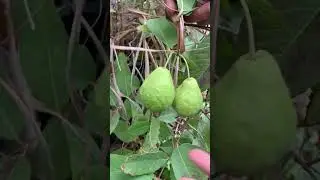 Let's Pick Guava Fruits. #backyardgardening #fruittree #fruits #shorts