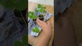 new strawberry plant from local nursery