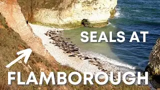 We saw Seals at Flamborough Yorkshire