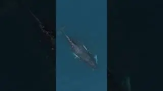 Top 10 interesting animals. Top 10: Blue whale