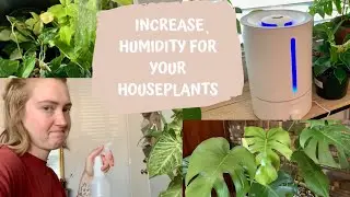 How to Increase Humidity for Houseplants | Best Humidifier for Houseplants