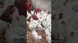 Super Nick breed #chickens #supernick #layinghens #poultry