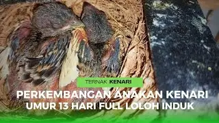 Perkembangan Anakan Kenari Umur 13 Hari dan Pakan Harian Untuk Meloloh