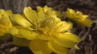 Spring. Adonis amurensis - Весна. Адонис амурский или горицвет амурский (3)