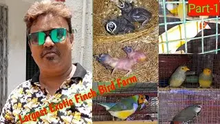 Gouldian |Exotic Finch Bird Setup Visit | Sukanta Da's largest Exotic Finch Bird Farm Visit | Part-1