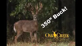 Monster Buck in the Rain at Oak Creek Whitetail Ranch