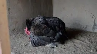 Chicken Breeding Farm || Rooster Mating with chicken #chicken #trending #birds