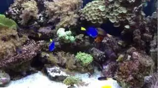 Meerwasseraquarium mit Bluetwiled DIY Projekt Teil 2
