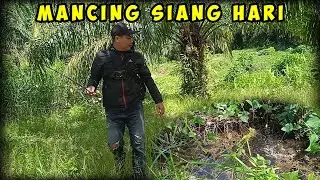 Mancing ikan di parit kebun sawit || ikan gabus dan ikan lele di spot ini pada kelaparan.