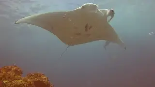 Diving Manta Ray Bommie   North Stradbroke Island   Brisbane, Australia