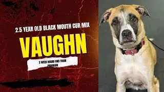 Best Dog Training in Chicago! 2.5 Year Old Black Mouth Cur Mix, Vaughn!