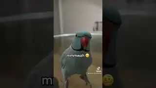 Gimme kiss ! #cute #zazu #bird #parrot #youtube #youtubeshorts