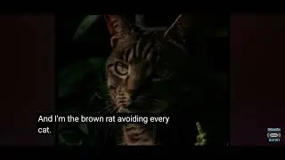 Animal Alphabet R is for Rat (1998)
