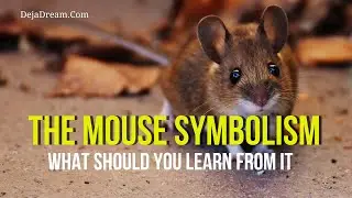 The Mouse Symbolism: What Should You Learn From It