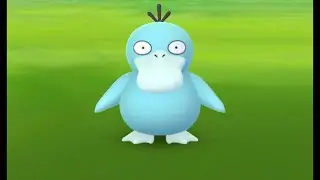 POKEMON GO TOUR: KANTO - SHINY PSYDUCK EVOLUTION SHINY GOLDUCK